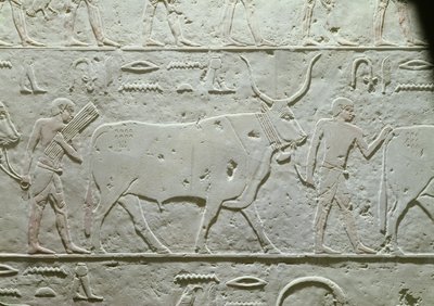 Paimen, joka johtaa härkää, yksityiskohta Akhethotepin Mastabasta, Saqqarasta, vanhasta kuningaskunnasta, noin 2500 eKr. (maalattu kalkkikivi) tekijältä Egyptian 5th Dynasty