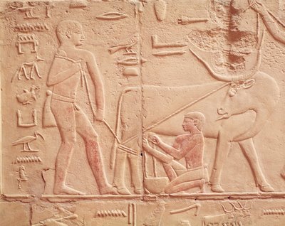 Reliefi, joka kuvaa miestä lypsämässä lehmää, Kagemnin Mastabasta, Vanhasta kuningaskunnasta (maalattu kalkkikivi) tekijältä Egyptian 6th Dynasty
