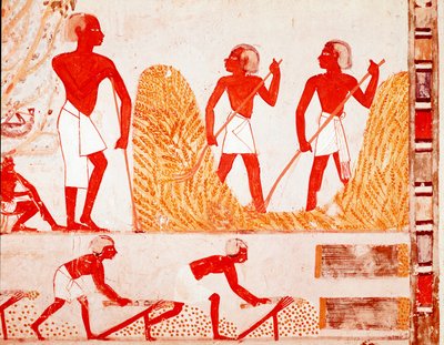 Sadonkorjuukohtaus muinaisessa Egyptissä (Fresko tekijältä Egyptian Egyptian