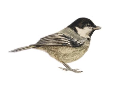 Coal Tit, 2019 (akvarelli ja lyijykynä) tekijältä Eleanor Grafton