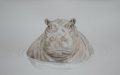 Hippo, 2021 (akvarelli) tekijältä Eleanor Grafton