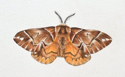 Kentish Glory Moth, 2023 tekijältä Eleanor Grafton