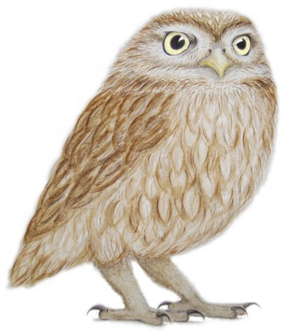 Pikkupöllö, 2011 (akvarelli ja lyijykynä paperille) tekijältä Eleanor Grafton