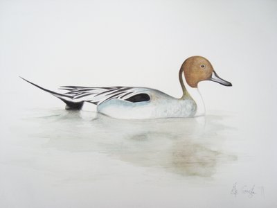 Turskasorsa, 2011 (akvarelli ja lyijykynä) tekijältä Eleanor Grafton