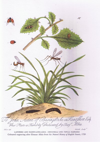 Lady Bird ja Daddy pitkät jalat: Coccinella ja Tipula Oleracea (väri litho) tekijältä Eleazar (after) Albin