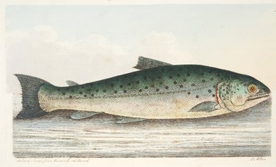 Lohitaimen Berwick on Tweedistä, kirjasta A Treatise on Fish and Fish-ponds, pub. 1832 (käsin väritetty kaiverrus) tekijältä Eleazar Albin