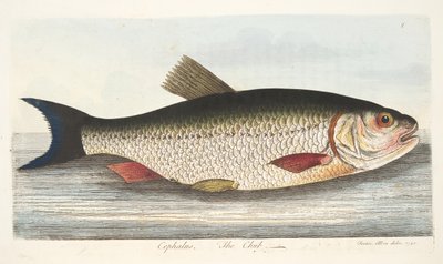 Chub, teoksesta A Treatise on Fish and Fish-ponds, pub. 1832 (käsin väritetty kaiverrus) tekijältä Eleazar Albin