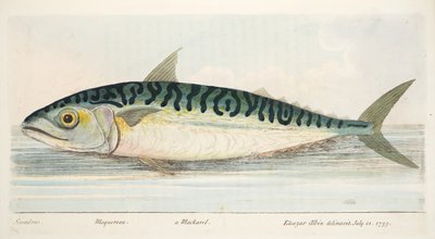 Makrilli, teoksesta A Treatise on Fish and Fish-ponds, pub. 1832 (käsin väritetty kaiverrus) tekijältä Eleazar Albin