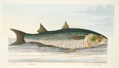 The Mullet, teoksesta A Treatise on Fish and Fish-ponds, pub. 1832 (käsin väritetty kaiverrus). tekijältä Eleazar Albin