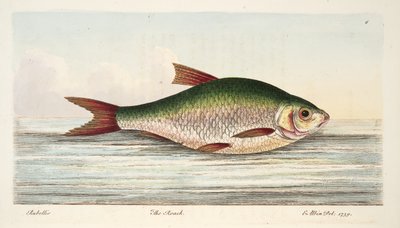Särki, kirjasta A Treatise on Fish and Fish-ponds, pub. 1832 (käsin väritetty kaiverrus). tekijältä Eleazar Albin