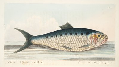 The Shad, kirjasta A Treatise on Fish and Fish-ponds, pub. 1832 (käsin väritetty kaiverrus). tekijältä Eleazar Albin