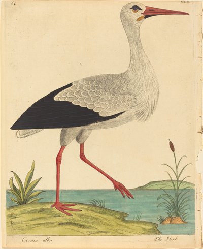 The Stork Ciconia Alba, julkaistu 17311738. tekijältä Eleazar Albin