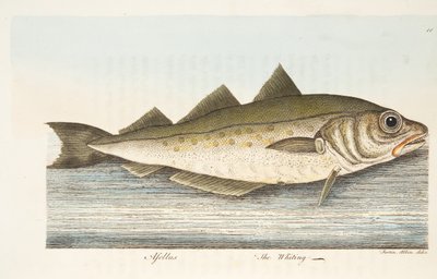 Valkoturska, teoksesta A Treatise on Fish and Fish-ponds, pub. 1832 (käsin väritetty kaiverrus) tekijältä Eleazar Albin