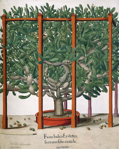 Ficus Indica Eystetten fis ex uno Folio Enata lu Xurians, 1613 tekijältä Elias Gottleib Haussmann