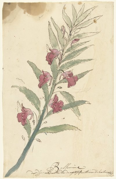 balsemia tekijältä Elias van Nijmegen