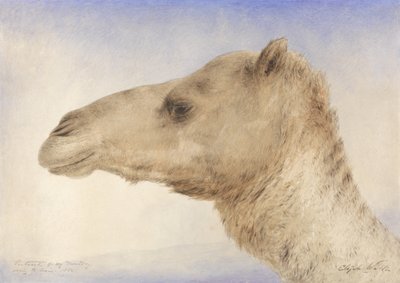 Taiteilijoiden muotokuva Dromedaari, 1862 (wc grafiitin päällä paperilla) tekijältä Elijah Walton