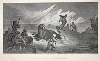 Mursun metsästys Pikantlikista, kuvitus teoksesta "Toinen Grinnell-retkikunta Sir John Franklinia etsimässä...", 1856 tekijältä Elisha Kane