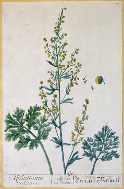 Absintti, taiteilijan Herbarium Blackwellianum -levy, 1757 (värikaiverrus) tekijältä Elizabeth Blackwell