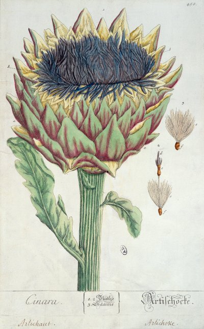 Artisokka, Herbarium Blackwellianum, 1757 (kynä, muste ja wc paperilla) tekijältä Elizabeth Blackwell