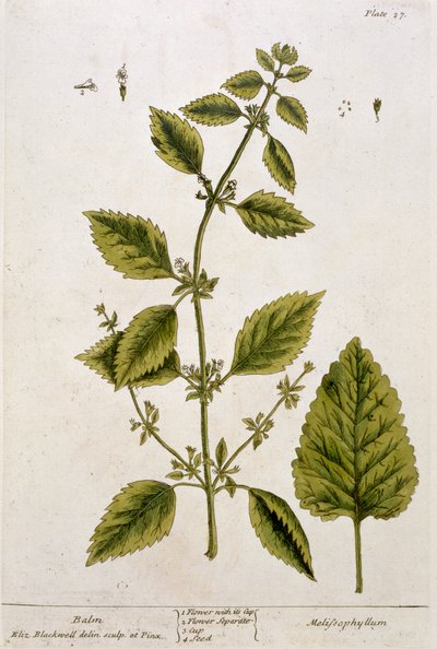 Balsami, levy 27 julkaisusta "A Curious Herbal", julkaistu 1782 (värikaiverrus) tekijältä Elizabeth Blackwell