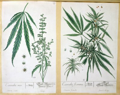 Cannabis mas ja Cannabis foemina, Herbarium Blackwellianum, 1757 (kynä ja muste ja wc paperilla) tekijältä Elizabeth Blackwell