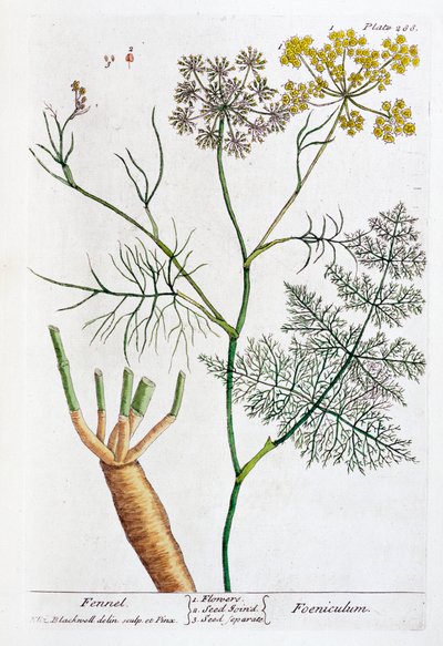 Fenkoli, 1782 tekijältä Elizabeth Blackwell