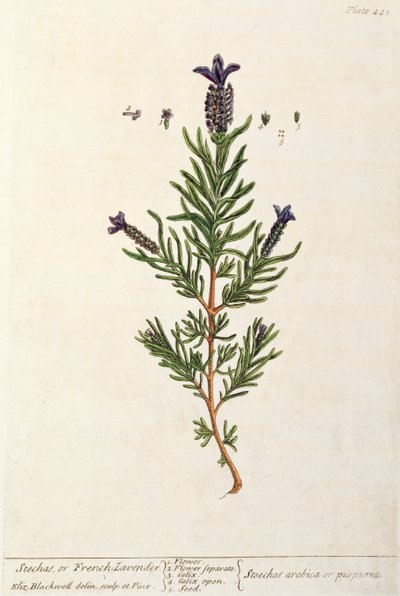 Ranskalainen laventeli, levy 241 kirjasta "A Curious Herbal", julkaistu 1782 (värikaiverrus) tekijältä Elizabeth Blackwell