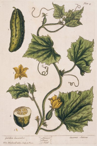 Puutarhakurkku, levy 4 julkaisusta "A Curious Herbal", julkaistu 1782 (värikaiverrus) tekijältä Elizabeth Blackwell