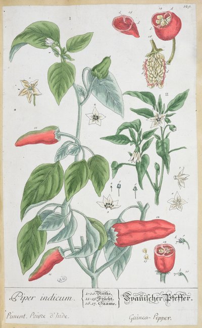 Guineapippurilevy (Piper Indicum) 129 saksankielisestä "A Curious Herbal" -julkaisusta, joka julkaistiin vuonna 1757 tekijältä Elizabeth Blackwell