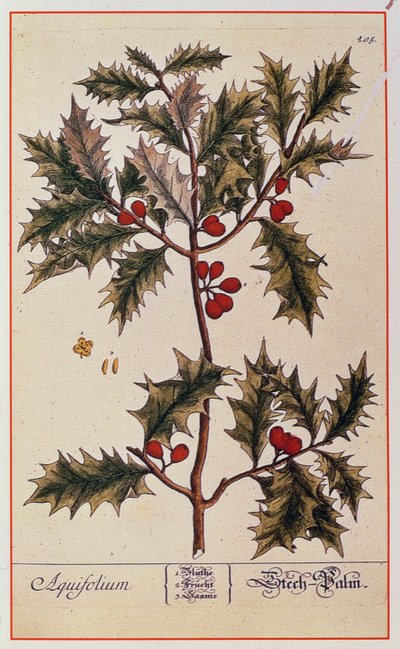 Holly elokuvasta A Curious Herbal, 1782 tekijältä Elizabeth Blackwell