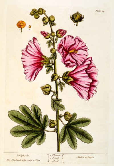 Hollyhocks, levy 54 kirjasta "A Curious Herbal", julkaistu 1782 (värikaiverrus) tekijältä Elizabeth Blackwell