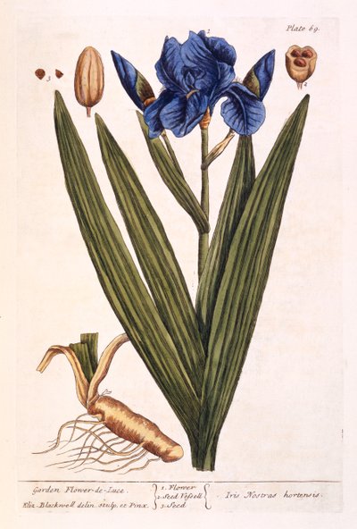 Iris, levy 69 kirjasta "A Curious Herbal", julkaistu 1782 (värikaiverrus) tekijältä Elizabeth Blackwell
