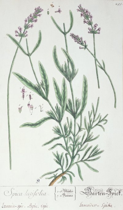 Laventelin piikki, taiteilijan laatta 