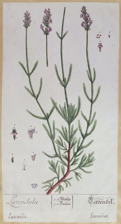Laventeli, taiteilijan laatta 