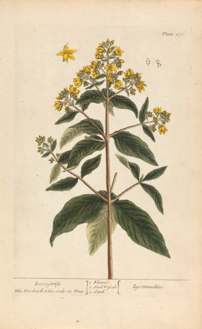 Lysimachia (Loosestrife), levy 278 teoksesta "A Curious Herbal", osa II, Lontoo, 1737 tekijältä Elizabeth Blackwell