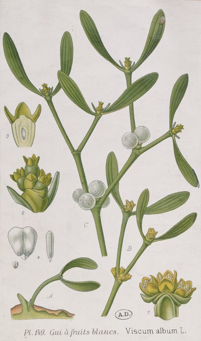 Misteli, kirjasta "A Curious Herbal", joka julkaistiin Nürnbergissä vuonna 1757. tekijältä Elizabeth Blackwell