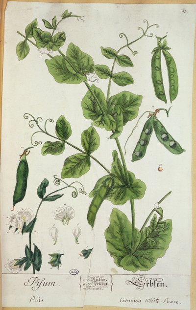 Herne, lautanen taiteilijan Herbarium Blackwellianumista, 1757 (kynä ja muste ja wc paperilla) tekijältä Elizabeth Blackwell