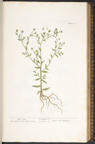 Levy 103, "A Curious Herbal" tekijältä Elizabeth Blackwell