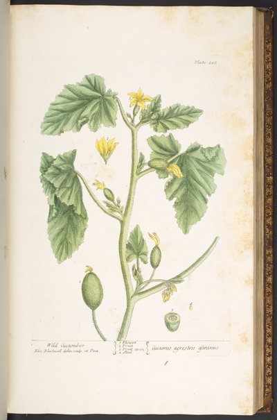 Levy 108, "A Curious Herbal" tekijältä Elizabeth Blackwell
