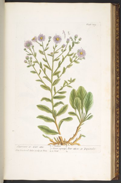 Levy 109, "A Curious Herbal" tekijältä Elizabeth Blackwell