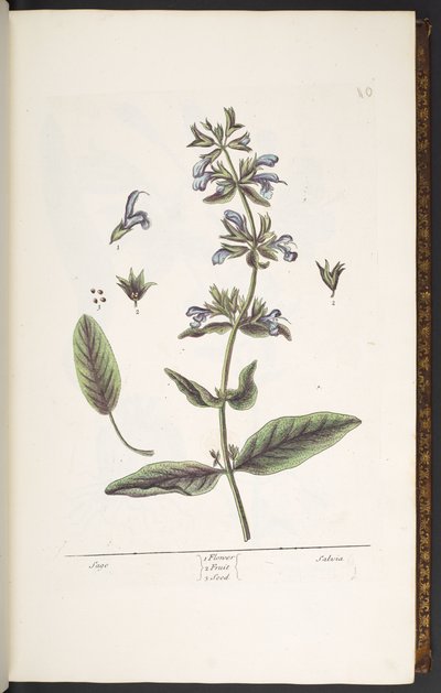 Levy 10, Sage, "A Curious Herbal" tekijältä Elizabeth Blackwell