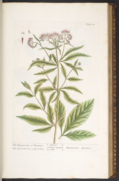 Levy 110, "A Curious Herbal" tekijältä Elizabeth Blackwell