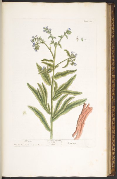 Levy 112, "A Curious Herbal" tekijältä Elizabeth Blackwell