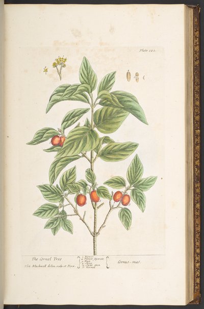 Levy 121, "A Curious Herbal" tekijältä Elizabeth Blackwell