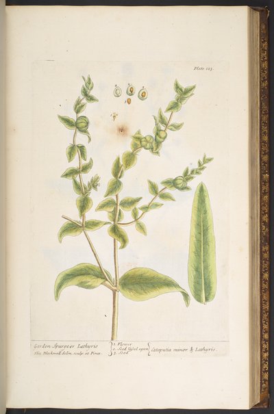 Levy 123, "A Curious Herbal" tekijältä Elizabeth Blackwell