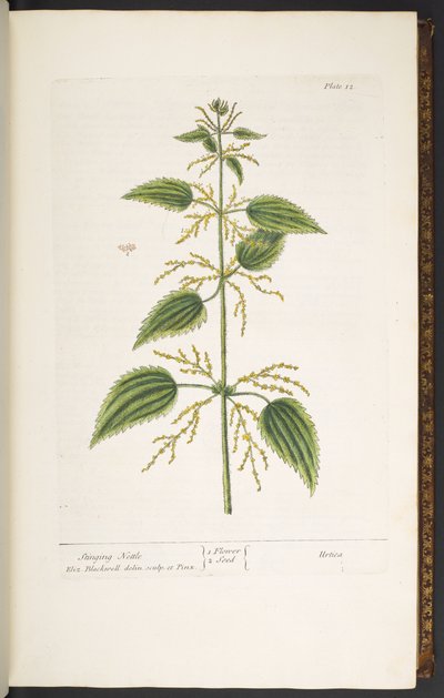 Levy 12, nokkonen, "A Curious Herbal" tekijältä Elizabeth Blackwell