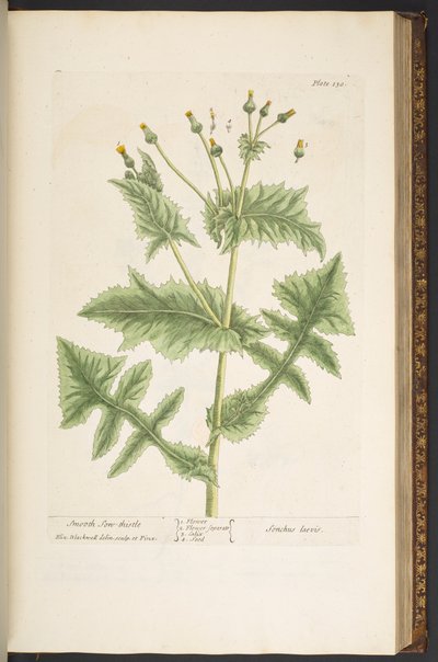 Levy 130, Smooth Son-Thistle, "A Curious Herbal" tekijältä Elizabeth Blackwell