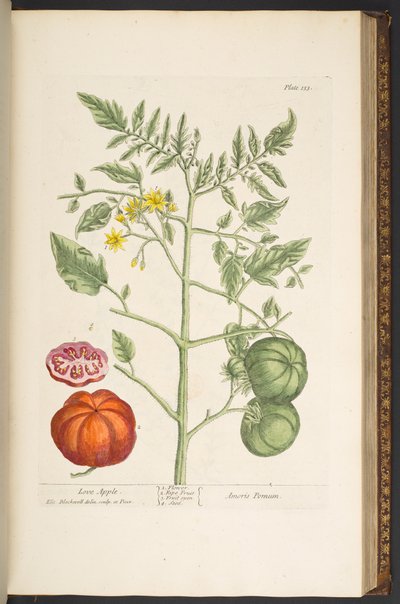 Levy 133, "Utelias yrtti" tekijältä Elizabeth Blackwell