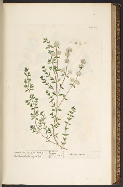 Levy 134, "Utelias yrtti" tekijältä Elizabeth Blackwell
