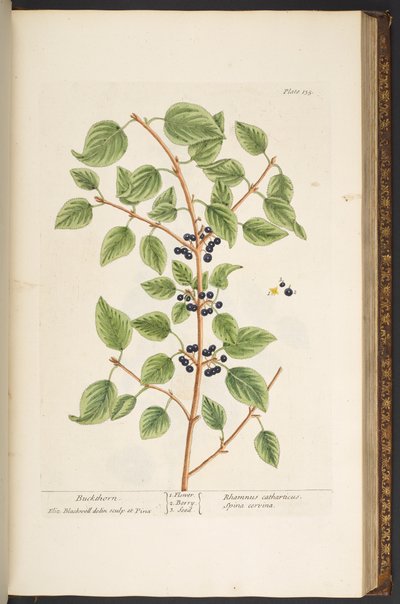 Levy 135, "Utelias yrtti" tekijältä Elizabeth Blackwell